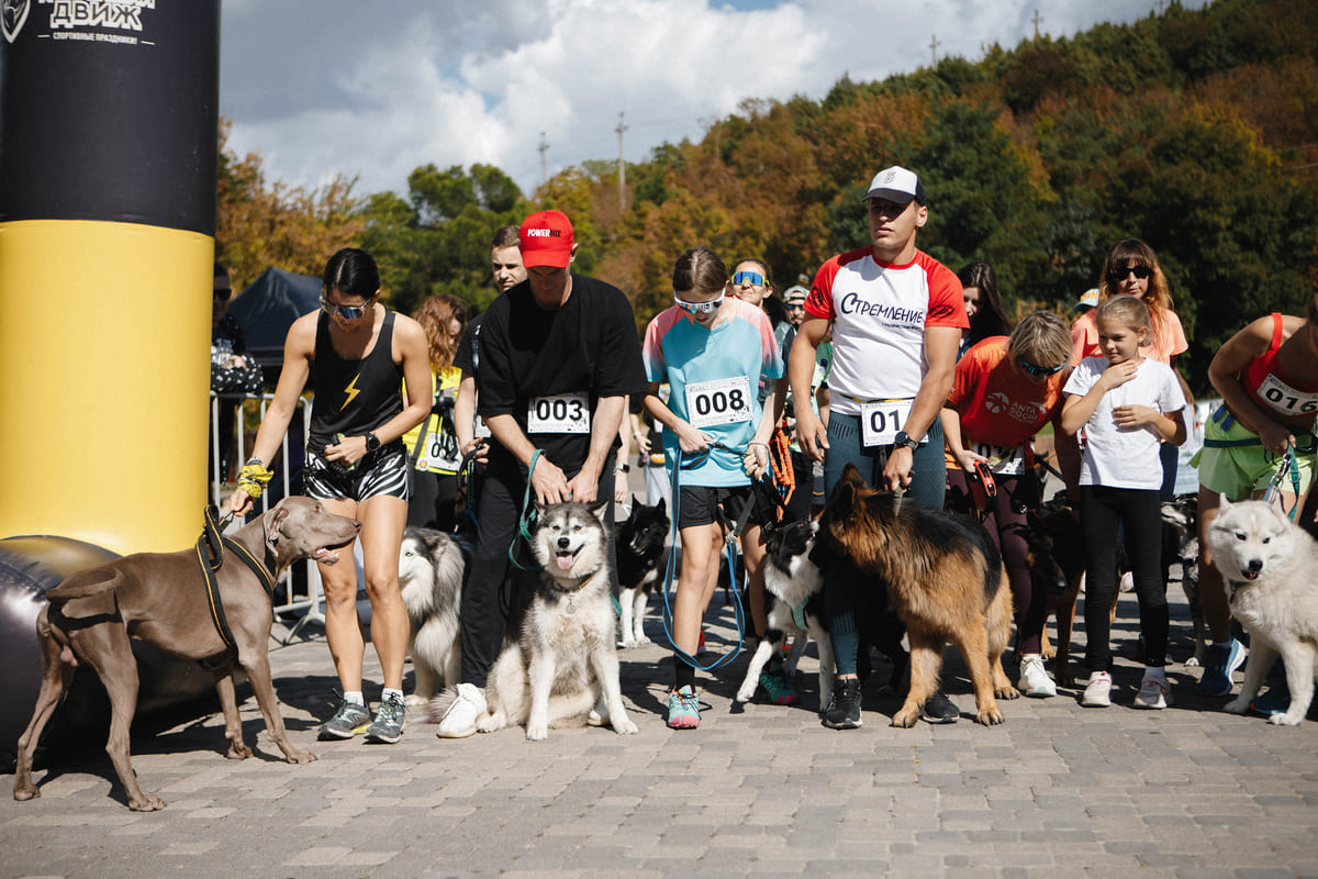 В Абрау-Дюрсо прошло крупное кинологическое событие Юга — Dog Picnic